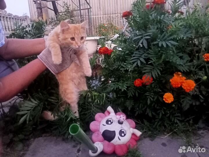 Котёнок Норик