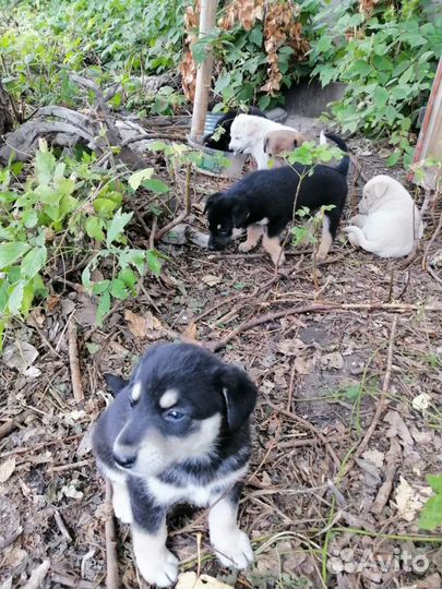 Собака в добрые руки отдам бесплатно