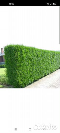 Туя Брабант