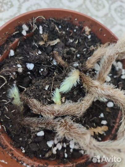 Папоротник Даваллия