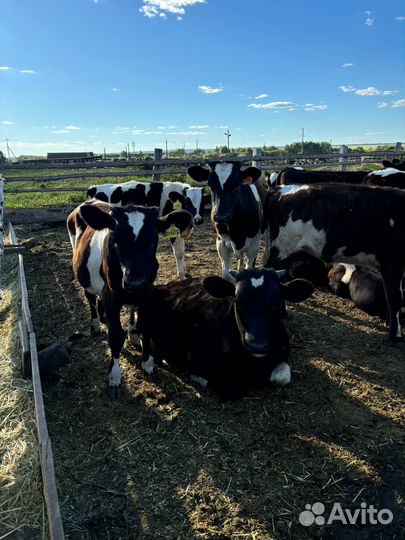 Телята бычки на откорм