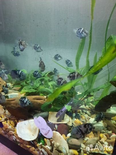 Рыбки в аквариум сапфировый попугай, попугай панда