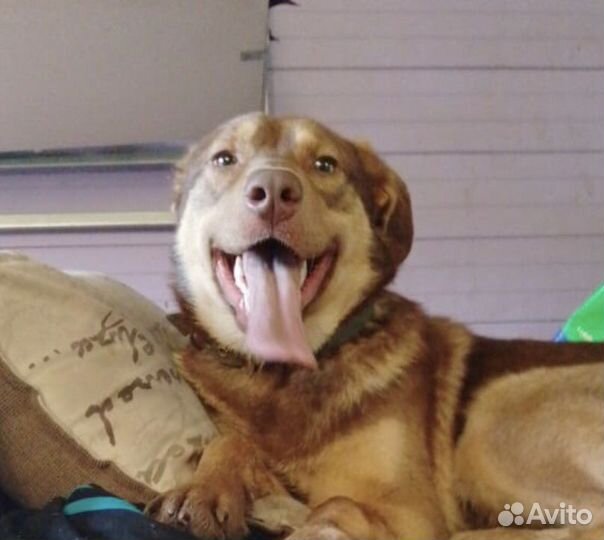 Радость в дом