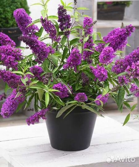 Будлея Клематис Каприфоль Жимоласть