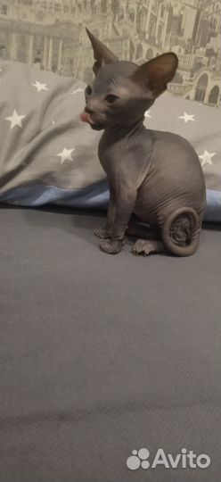 Донской сфинкс