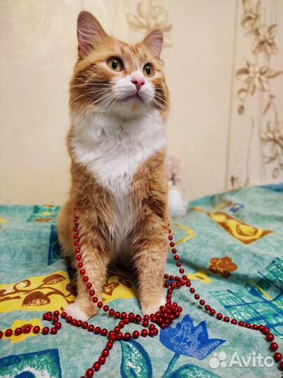 Котик в добрые руки