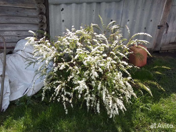 Спирея Белая невеста. Пион красный, розовый