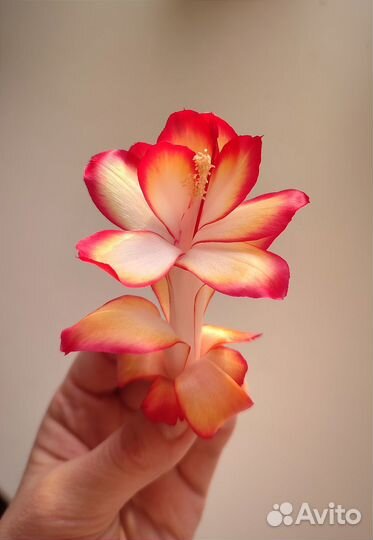 Декабрист коллекционный Samba Brazil