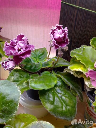 Сортовые фиалки