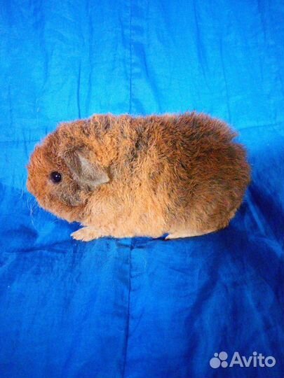 Морская свинка американский тедди