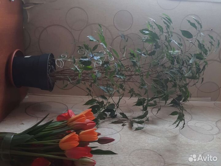 Фикус бенджамина пестролистный