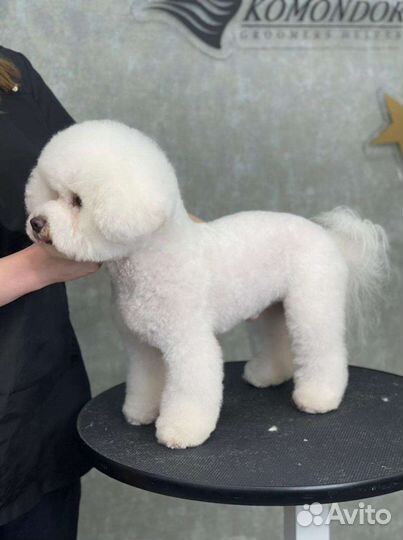 Бишон фризе кобель для вязки