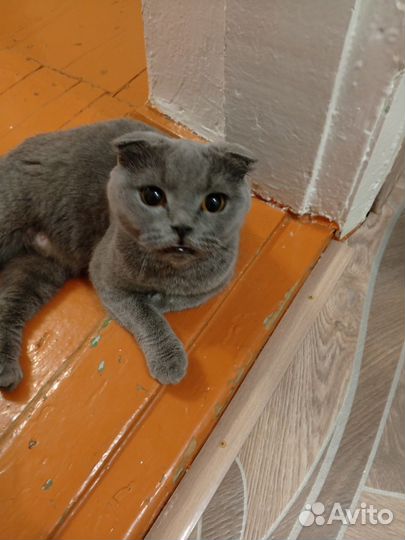 Шотландская вислоухая кошка бесплатно