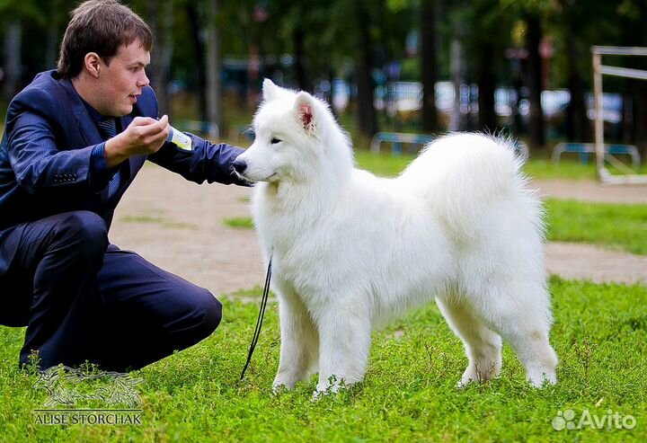 Догситтер передержка собак