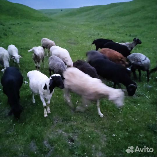 Овцы бараны