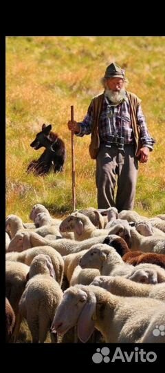 З.А.К.У.Ю К.Р.С. овцы