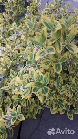 Бересклет форчуна