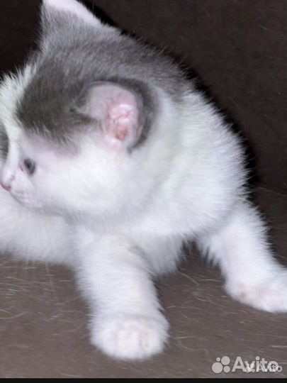 Британский котёнок мальчик