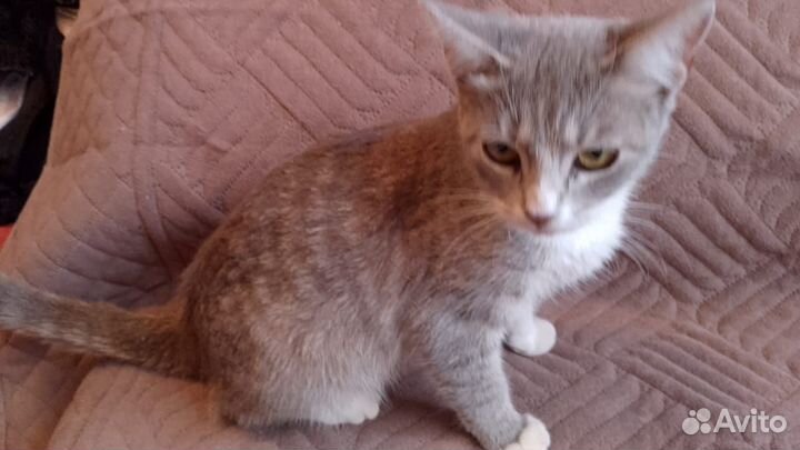 Отдам кота в Добрые руки