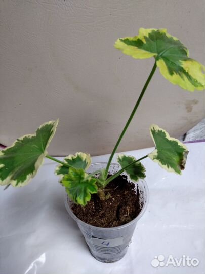 Пеларгония триколор