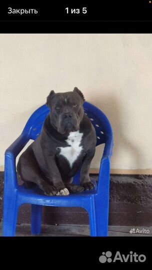 Американский булли