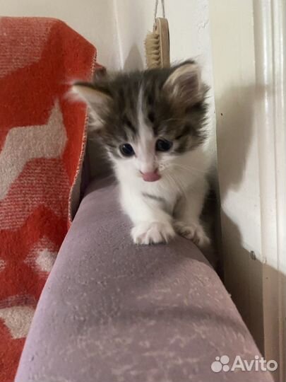 Котенок (девочка)