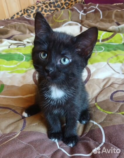 Отдам котенка