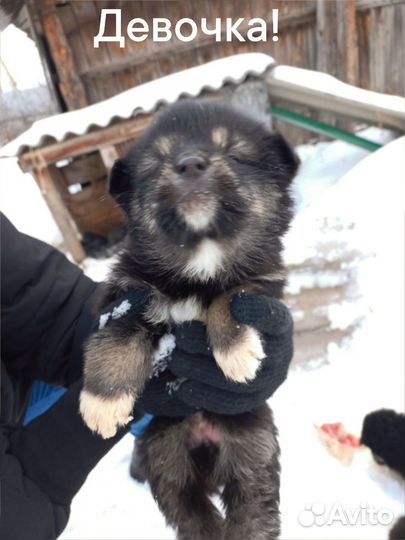 Щенки хаски в добрые руки