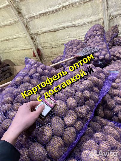 Картофель оптом с доставкой