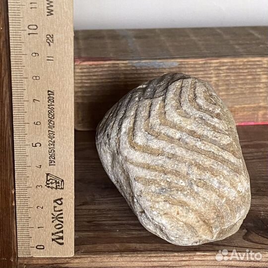 Аммониты, фрагменты аммонитов, наутилус