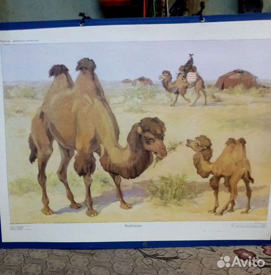 Учебные плакаты СССР детских садов, домашние жив