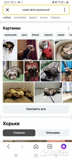 Хорек