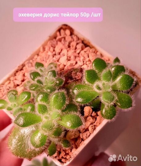 Суккуленты