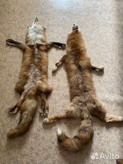 Лисья шкура