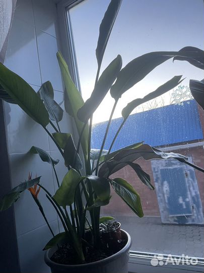 Стрелиция регина