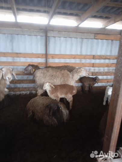 Курдючные племенные бараны