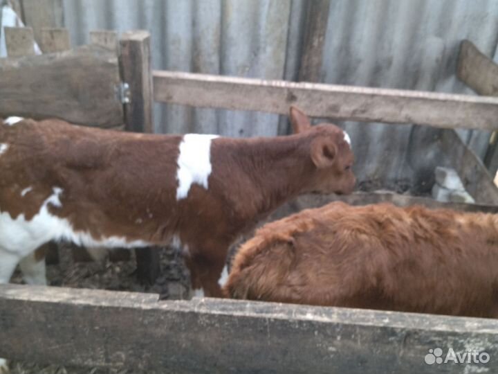 Бычки и телята