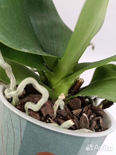 Орхидея фаленопсис Cute Holly