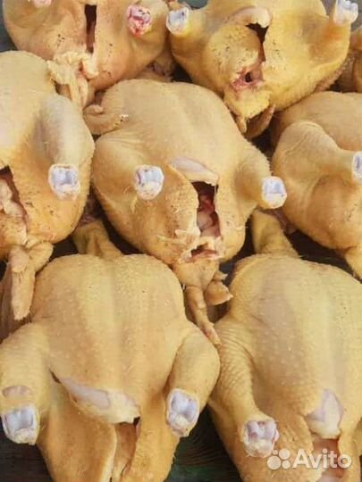 Продажа домашних кур