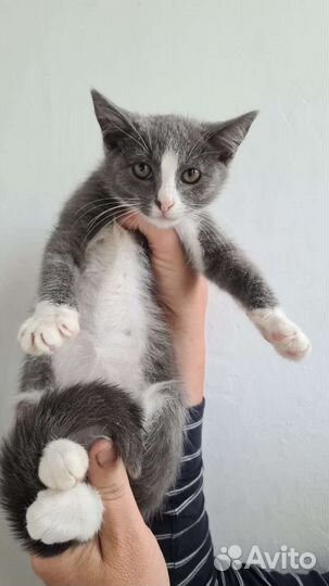 Котенок - девочка 2,5 месяца