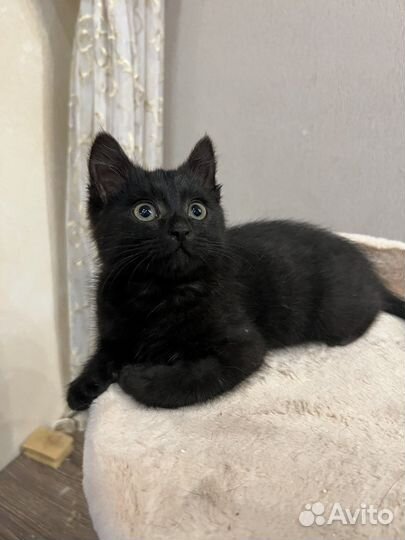 Котенок мальчик 2 мес, в хорошие руки