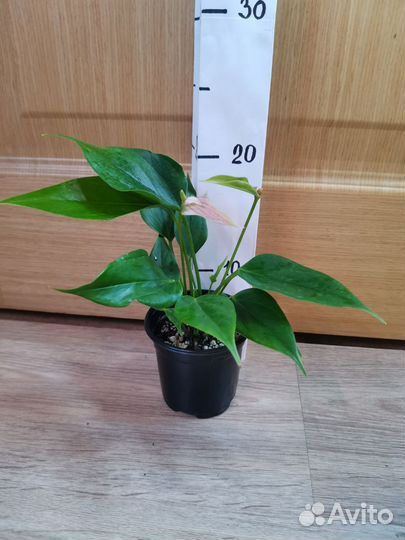 Антуриум Лилли