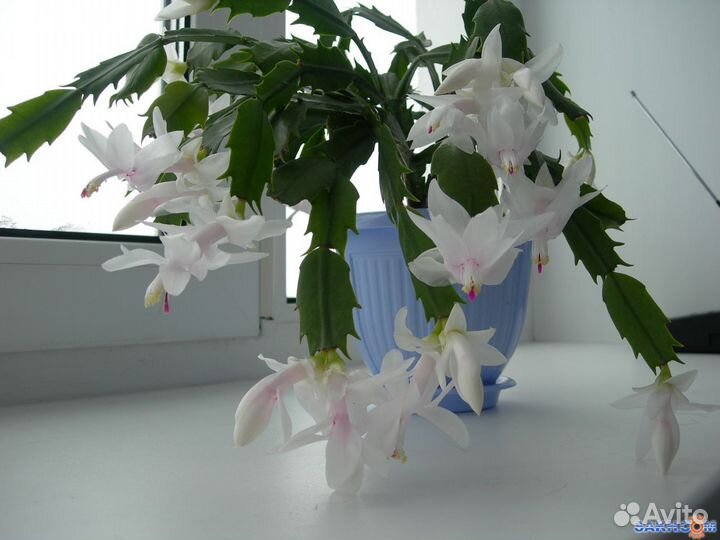 Отростки белого и желтого декабриста