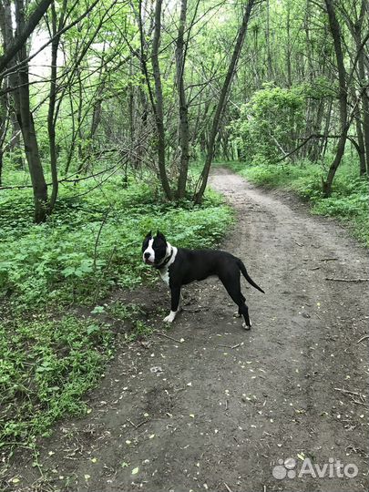 Стаффордширский терьер вязка