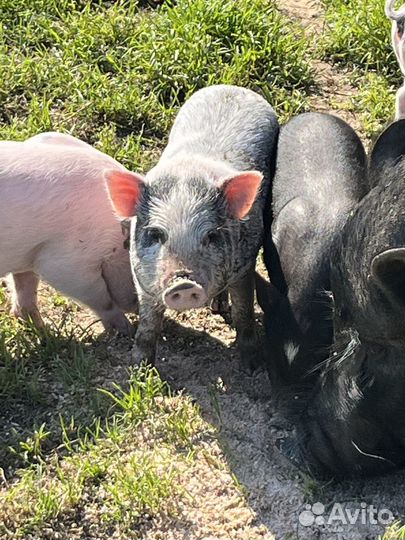 Вьетнамские вислобрюхие поросята