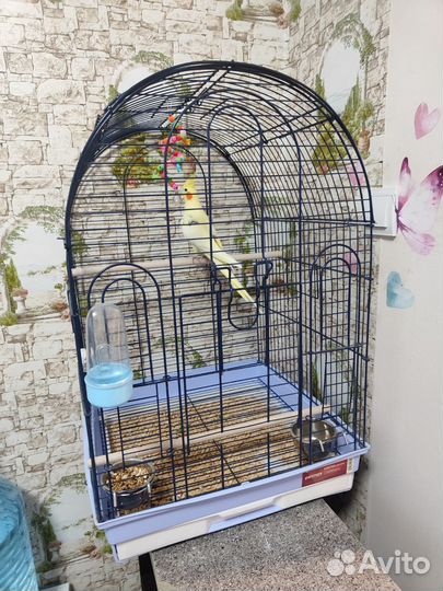 Попугай Корелла с клеткой