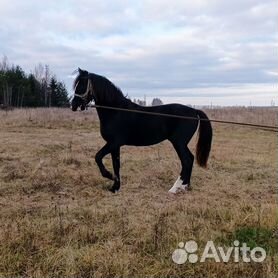 Продажа лошадей в брянской области