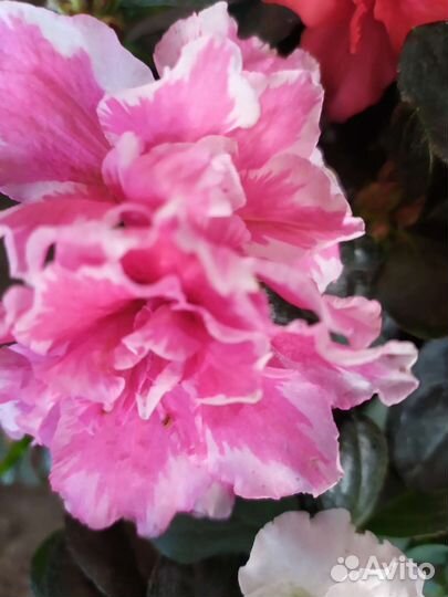 Азалии, магония, гибискусы