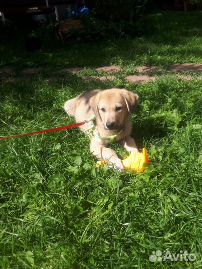 Ретривер метис