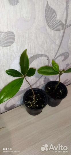 Разные комнатные